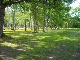 Camping Les Fougères Lacanau