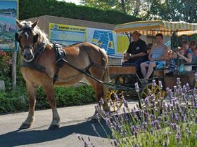 Camping Le Petit Paris