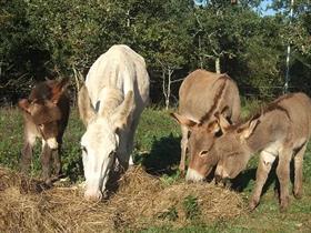 Camping Les Petits Equins