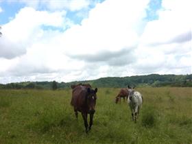 Camping Ferme Equestre Crinière au Vent